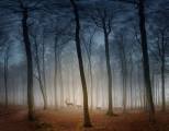 Peter-North_Deer-in-Dawn-Mist