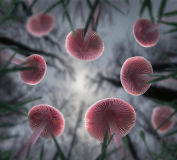 Peter-North_From-the-Forest-Floor Peter-North_From-the-Forest-Floor