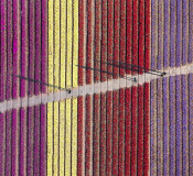 Peter-North_Tiptoe-Through-the-Tulips