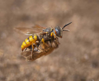 Ian-Tulloch_Bee-Wolf-Wasp-with-Prey
