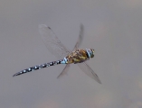 Jenny Collier_Male Migrant Hawker in Flight Jenny Collier_Male Migrant Hawker in Flight