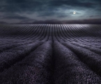 Peter North_Moonrise Over Lavender Fields Peter North_Moonrise Over Lavender Fields