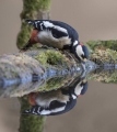 Dave  Cole_ Looking In The Mirror