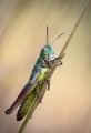 Ian Jeffries_Grasshopper