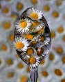 Nigel Northwood_Spoon full of daises