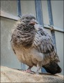 Pam Aynsley_Fresh Out Of the Nest