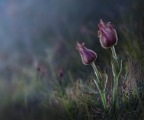 Peter North_Pasque Flowers
