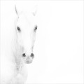 Stephen De Havilland_The Grey