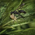 Theresa Penfound_Spider Wasp and its Prey