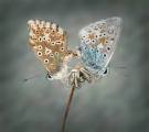 Peter-North_Mating-Common-Blues