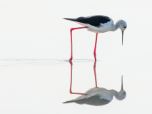 Bill Hamilton: Reflecting Black Winged Stilt - 20 Bill Hamilton: Reflecting Black Winged Stilt - 20