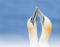 Ian Tulloch: Gannet Courtship - 20 Ian Tulloch: Gannet Courtship - 20