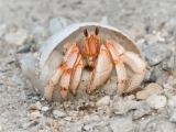 Andre Neves_Strawberry hermit crab