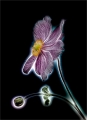Bob Dennis_Japanese Anemone