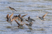 Ian Tulloch_Wilson's Phalaropes