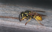 Peter North_Wasp Harvesting Wood Pulp