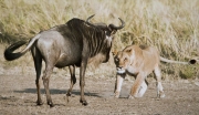 Barbara Stanley_Stand Off