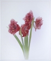 Paul Ravenscroft_Simply Amaryllis