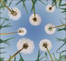 Peter-North_Dandelion-Clouds
