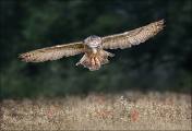 Peter-North_Flying-Low