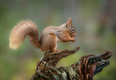 19 Ian-Tulloch, Time-for-Nibbles