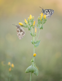 20 Andre-Neves, Marbled-White-Pair-on-Yellow-Wort