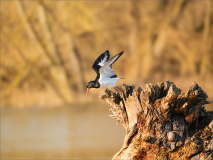 20 Jenny-Collier, Oystercatcher-Poised-for-Flight