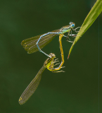 Ian Tulloch_White-Legged Damselflies in Mating Wheel