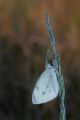 Andre-Neves_Dewy-Small-White