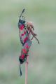 Andre-Neves_Six-Spot-Burnet-moths-mating