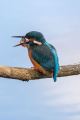 Stephen-Dehavilland_Female-Kingfisher-with-Fish