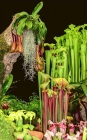 Anne Truman_Pitcher Plants
