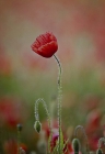 Gary Baker_Lone Poppy