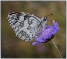 Ian Tulloch_Marbled White Nectaring Ian Tulloch_Marbled White Nectaring