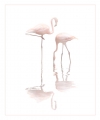 Peter-North_Flamingos