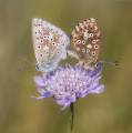 Ian-Tulloch_Adonis-Blue-on-Scabious