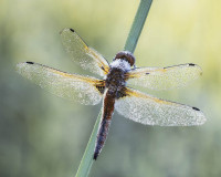 Ian Tulloch: Four spotted chaser with dew - 19