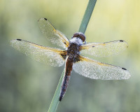 Ian Tulloch: Four spotted chaser with dew - 19 Ian Tulloch: Four spotted chaser with dew - 19