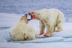 Ian Tulloch: Male Polar Bear Stand Off - 19