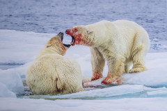 Ian Tulloch: Male Polar Bear Stand Off - 19 Ian Tulloch: Male Polar Bear Stand Off - 19