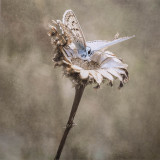 Theresa Penfound: Chalkhill Blue on seed head - 19