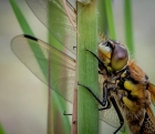 Dave Cole_Four Spotted Chaser