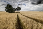Keith Truman_Barley Copse