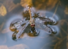 Mike James_Surface Tension