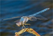 Ian Tulloch_Yellow Veined Skimmer