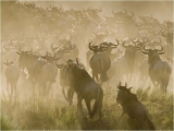 Barbara Stanley _ Crossing the Mara