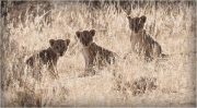 Barbara Stanley _Lion Cubs