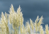 Rosemary Burt_Pampass grass