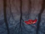Peter-North_Floating-Leaf