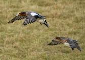 Bill-Hamilton_Male-female-wigeons-coming-into-land